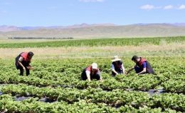 Yetişmez denilen topraklardan 1 yılda 400 ton verim alındı