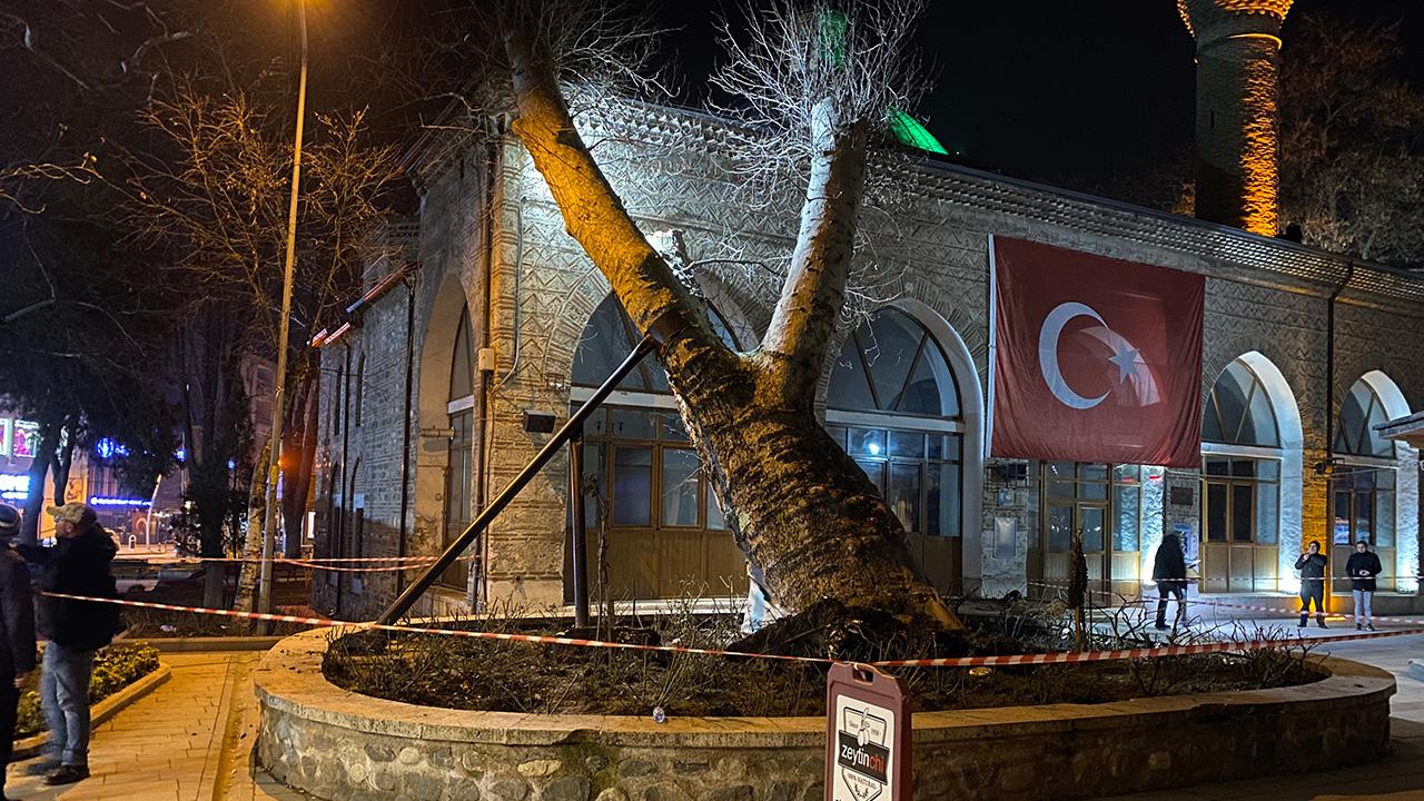 Bursa’da 550 yıllık çınar ağacı kökünden çıkarak devrildi
