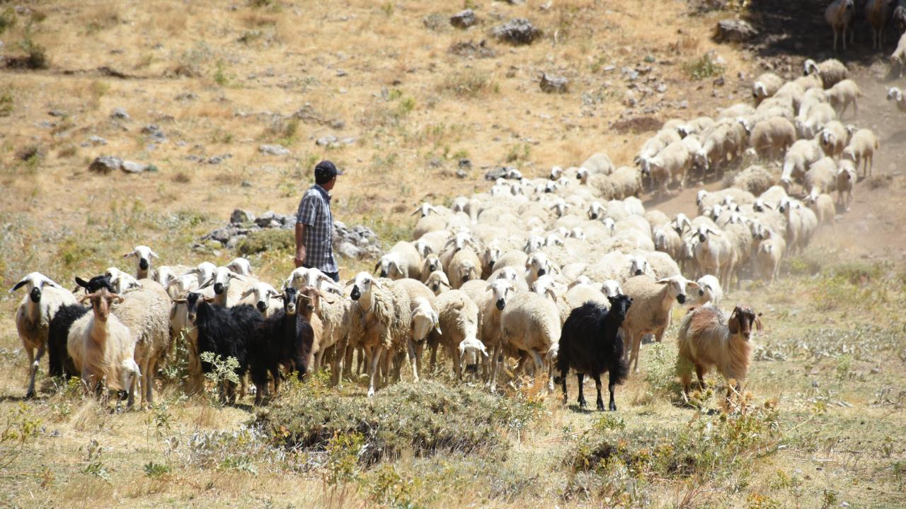 Malatya’da depremzede yetiştiricilere faizsiz kredi imkanı