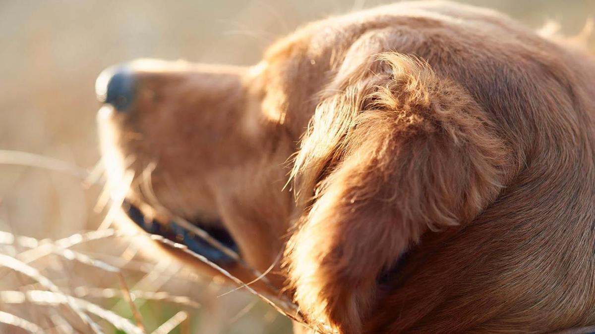 Hindistan’da kuduz salgını: 3 ölü